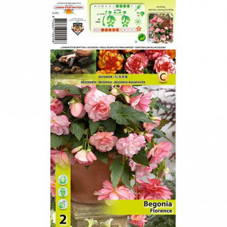 Begonija (Begonia) Cascade Florence interface.image 3