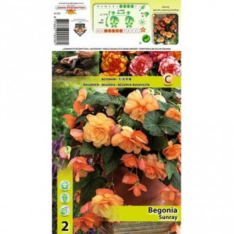 Begonija (Begonia) Cascade Sunray interface.image 1