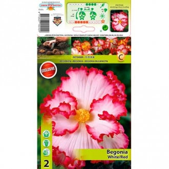 Begonija (Begonia) Crispa/Marg White/Red interface.image 1