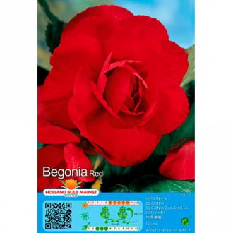 Begonija (Begonia) Double Red interface.image 1