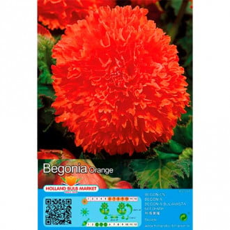 Begonija (Begonia) Fimbriata Orange interface.image 3