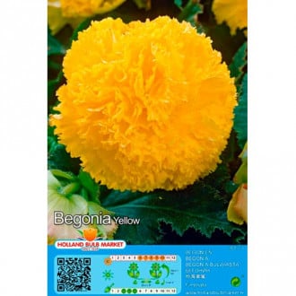 Begonija (Begonia) Fimbriata Yellow interface.image 6