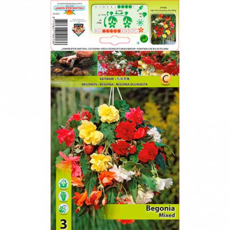 Begonija (Begonia) Pendula Mixed interface.image 2