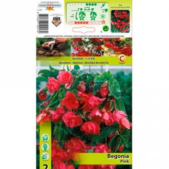 Begonija (Begonia) Pink interface.image 6
