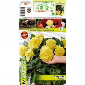 Begonija (Begonia) Yellow interface.image 5
