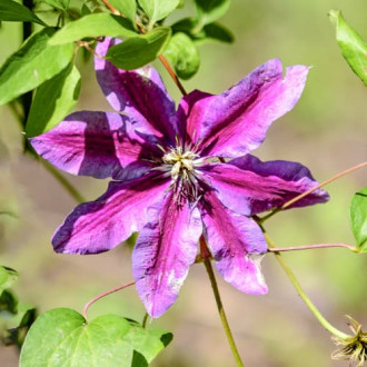 Clematis Akaishi, С2 interface.image 4