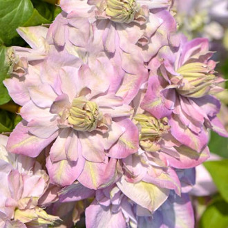 Clematis Anna's Choice, С2 interface.image 5