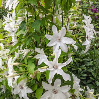 Clematis Beautiful Bride, С2 interface.image 6