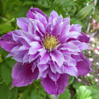 Clematis Birthday Girl, С2 nuotrauka 7 Clematis Birthday Girl, С2 interface.image 7