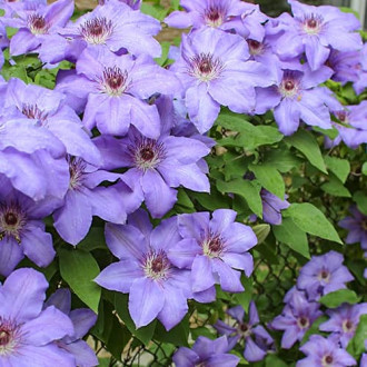 Clematis Blue Cotillion, С2 nuotrauka 8 Clematis Blue Cotillion, С2 interface.image 8