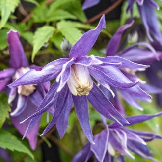 Clematis Blue Surprise, С2 nuotrauka 9 Clematis Blue Surprise, С2 interface.image 9