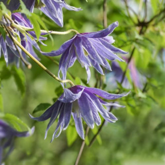 Clematis Cecile, С2 nuotrauka 10 Clematis Cecile, С2 interface.image 10