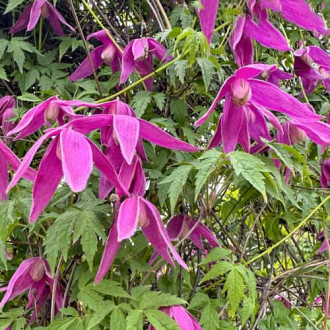 Clematis Constance, С2 nuotrauka 11 Clematis Constance, С2 interface.image 11