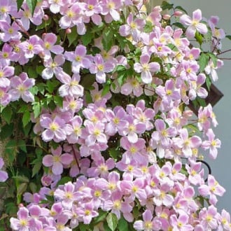 Clematis Elizabeth interface.image 18