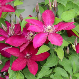 Clematis Expander, С2 nuotrauka 12 Clematis Expander, С2 interface.image 12