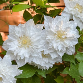 Clematis Isago, С2 interface.image 3