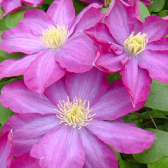 Clematis Kakio Pink Champagne, С2 interface.image 4