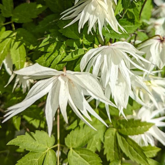 Clematis Lemon Dream, С2 nuotrauka 7 Clematis Lemon Dream, С2 interface.image 7