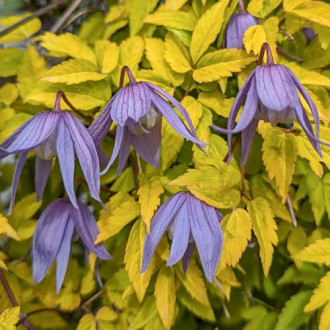 Clematis Luminous® Dusk, С2 nuotrauka 8 Clematis Luminous® Dusk, С2 interface.image 8