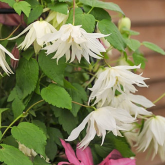 Clematis Luminous® Snow, С2 nuotrauka 9 Clematis Luminous® Snow, С2 interface.image 9