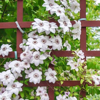 Clematis Miss Bateman interface.image 3