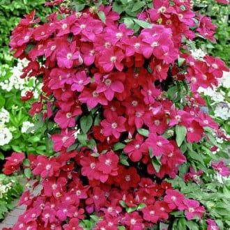 Clematis Niobe interface.image 5