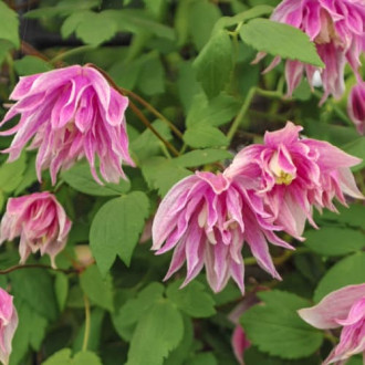 Clematis Pink Surprise, С2 nuotrauka 10 Clematis Pink Surprise, С2 interface.image 10