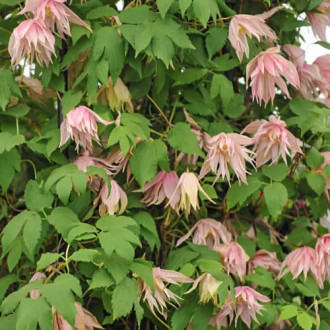 Clematis Pink Swing, С2 nuotrauka 11 Clematis Pink Swing, С2 interface.image 11