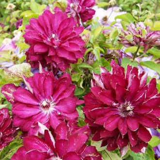 Clematis Red Star, С2 interface.image 1