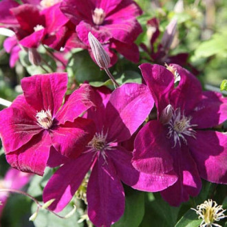 Clematis Rouge Cardinal interface.image 5