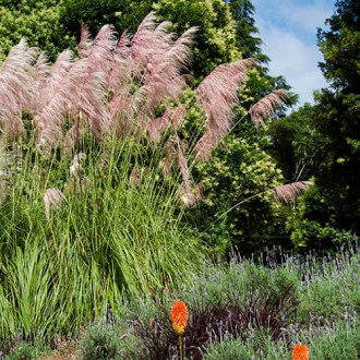 Cortaderia Pink Feather interface.image 2