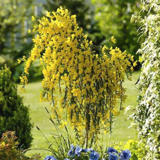 Cytisus Golden Sunlight interface.image 1