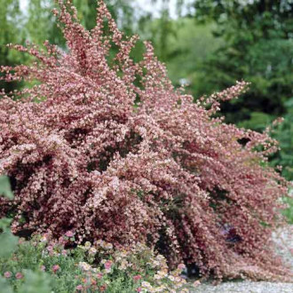 Cytisus Moyclare Pink, С2 interface.image 2