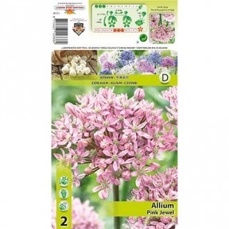 Dekoratyvinis česnakas (Allium) Pink Jewel interface.image 6