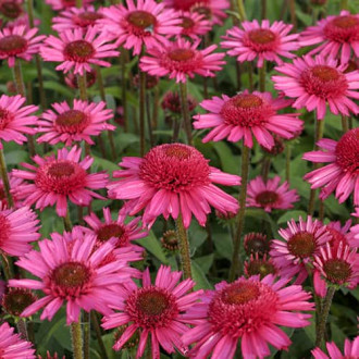 Echinacea Delicious Candy, С2 interface.image 5