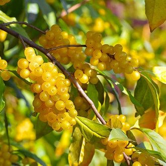 Elaeagnus umbellata Pointilla Fortunella®, С2 interface.image 6