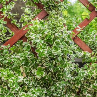 Euonymus fortunei Silver Queen, С2 interface.image 5