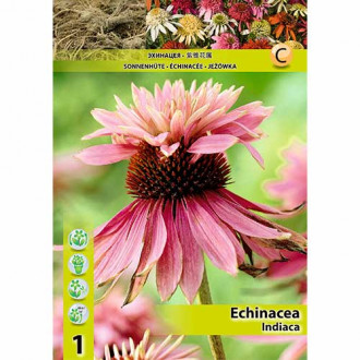 Ežiuolė (Echinacea) Indiaca interface.image 3
