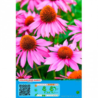 Ežiuolė (Echinacea) Pink interface.image 4