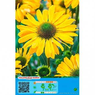 Ežiuolė (Echinacea) Yellow interface.image 5