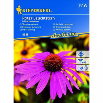 Ežiuolės violetinės Roter Leuchtstern interface.image 1