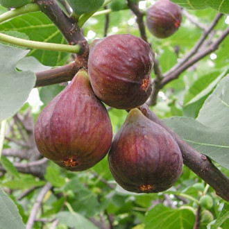Figmedis Morena, С2 nuotrauka 8 Figmedis Morena, С2 interface.image 8