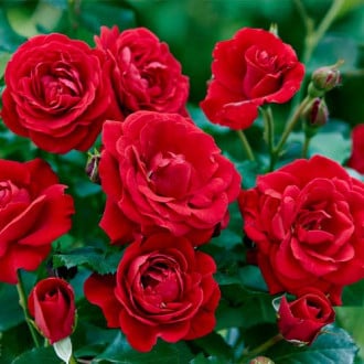 Floribunda rožė Bordo interface.image 6