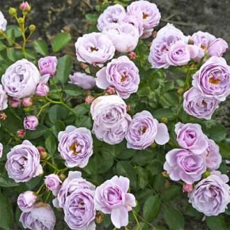 Floribunda rožė Nautica®, C5 interface.image 1