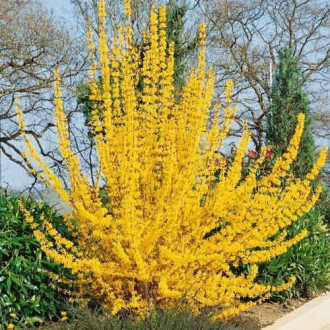 Forsythia intermedia Golden Times, С2 nuotrauka 9 Forsythia intermedia Golden Times, С2 interface.image 9