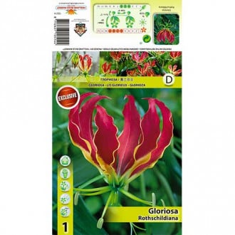 Glorioza (Gloriosa) Rothschildiana interface.image 1