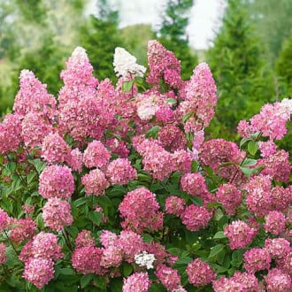 Hortenzija puokštinė Pink Diamond, P9 interface.image 2