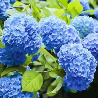 Hortenzija sodo Nikko Blue interface.image 5