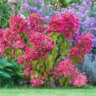 Hortenzijų puokštė Diamant Rouge interface.image 7