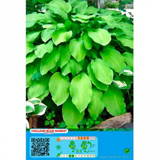 Hosta Honeybells interface.image 6